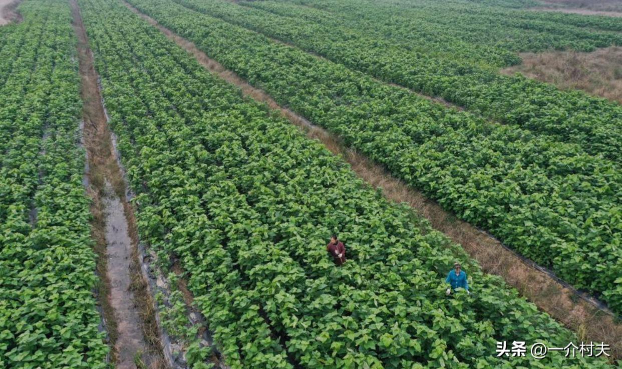 最新土地流转政策解读，推动农业现代化与农村振兴的新机遇