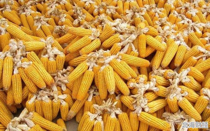 玉米拍卖最新,玉米拍卖最新动态🌽📣，带你洞悉市场趋势！